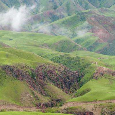 新疆阿拉尔：白盐碱地上长出万亩绿棉田
